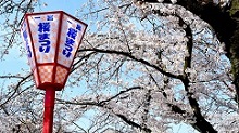 一宮桜まつりの写真