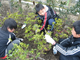 毛受緑道 植樹祭写真7