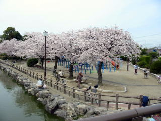 桜が咲いている湯具広場