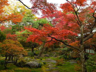 紅葉の写真