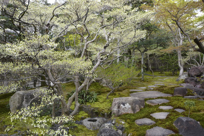 どうだんつつじのさく庭園