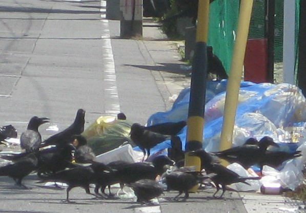 カラス被害の写真