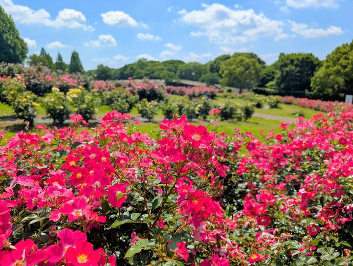 ローズストリーム