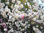 写真：鶯宿梅