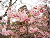 写真：カワヅザクラ2