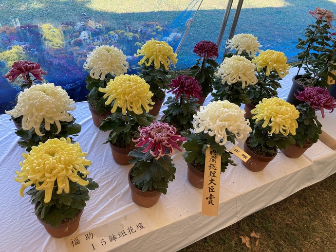 第44回一宮菊花大会　特選　内閣総理大臣賞　受賞作品（福助　15鉢組花壇）