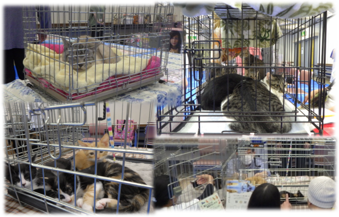6月の譲渡会