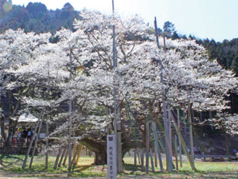 写真：淡墨桜