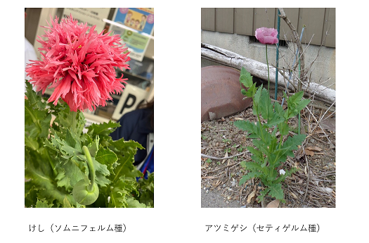 ソムニフェルム種、アツミゲシ