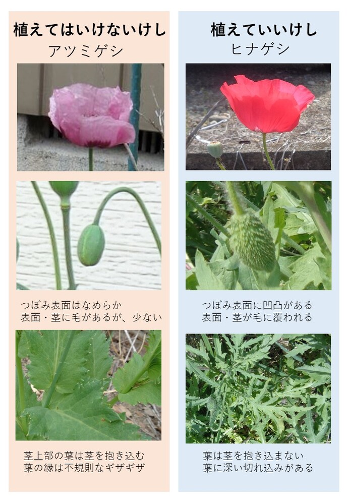 つぼみの表面がなめらかで、表面・茎に毛があるが少ない 茎上部の葉は茎を抱き込む、葉の縁は不規則なギザギザ