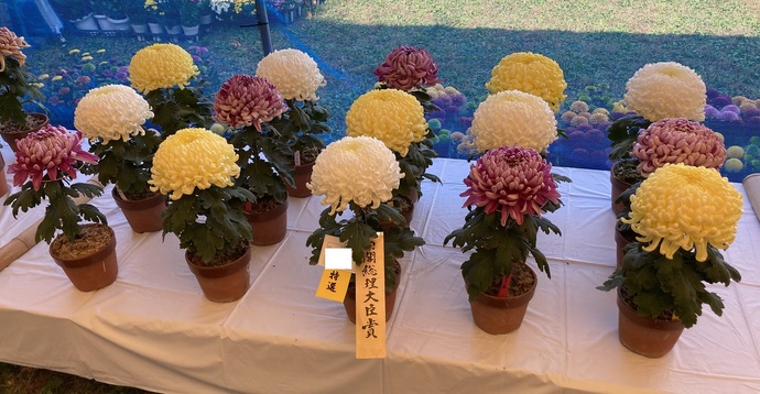 第45回一宮菊花大会　特選　内閣総理大臣賞　受賞作品（福助　15鉢組花壇）