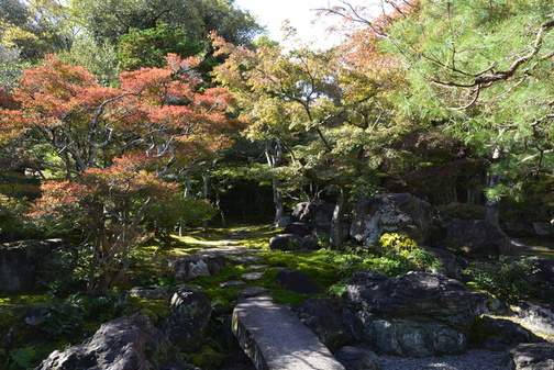 11月12日の紅葉の様子1