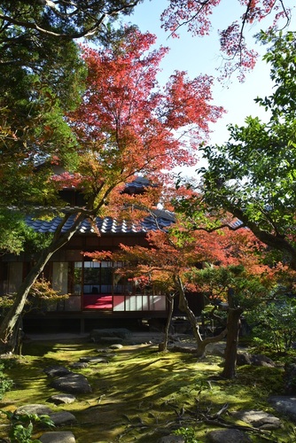 11月19日の紅葉の様子の写真2