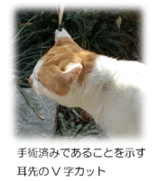 耳先がV字にカットされた猫