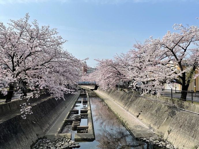 大江川緑道の桜