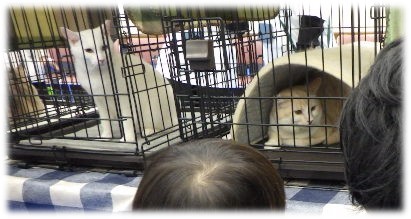 譲渡会のぼり