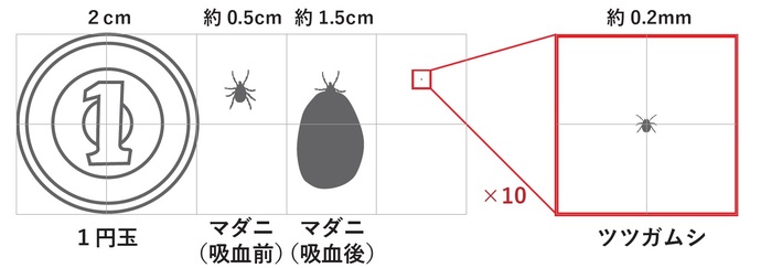 ダニイラスト