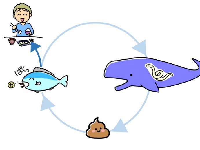 アニサキスの生態の図。クジラの中で繁殖し幼虫がオキアミやサバを経由してクジラに戻る生活環を営む。