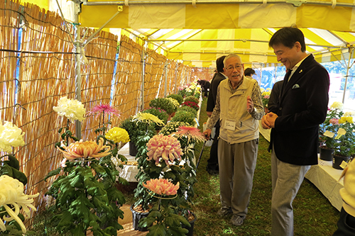 市長が一宮菊花大会で菊を鑑賞している写真