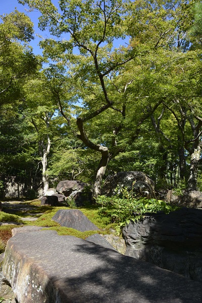 2023年8月の庭園