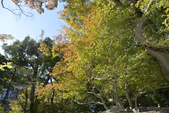 2023年10月28日の庭園