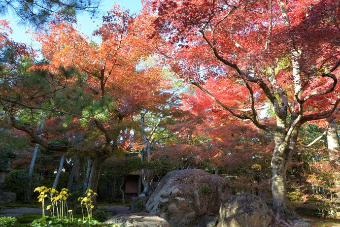 2023年11月25日の庭園