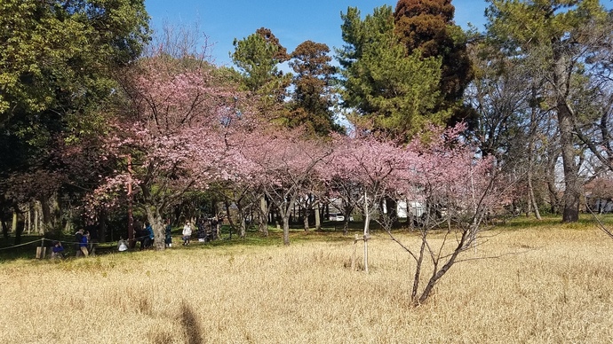 写真：サクラ1