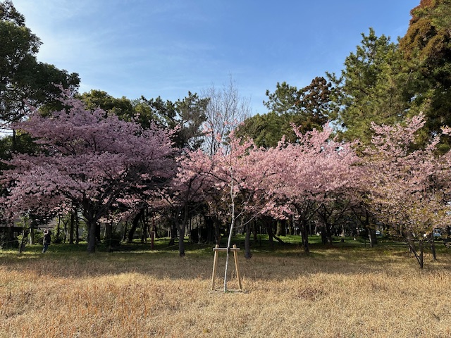 写真：サクラ1