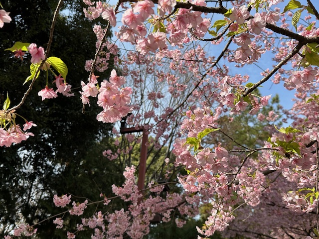 写真：サクラ1