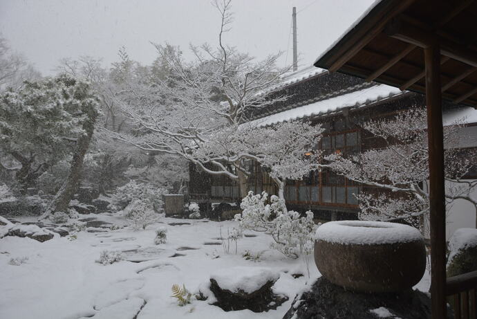 2024年1月24日の庭園