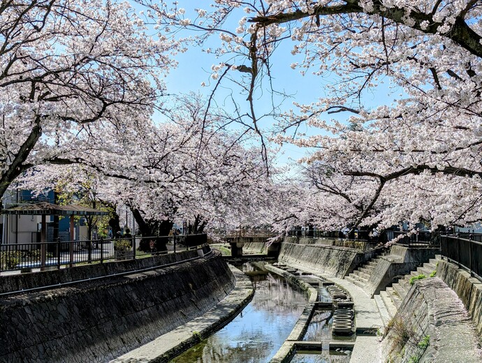 大江川緑道の桜