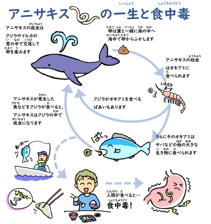 アニサキスの生活環と、アニサキス食中毒とその予防方法についての説明図