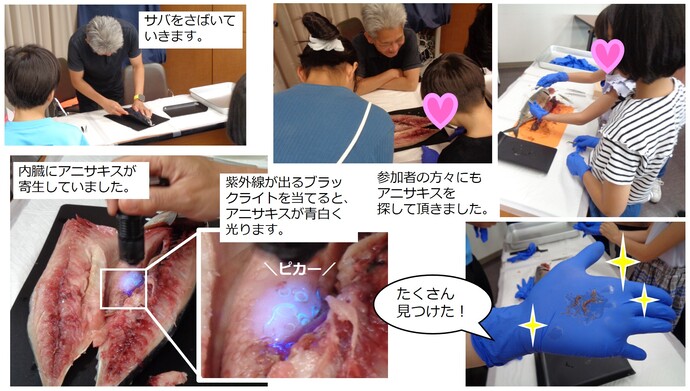 サバを解体して、サバに寄生しているアニサキスを観察している様子の写真