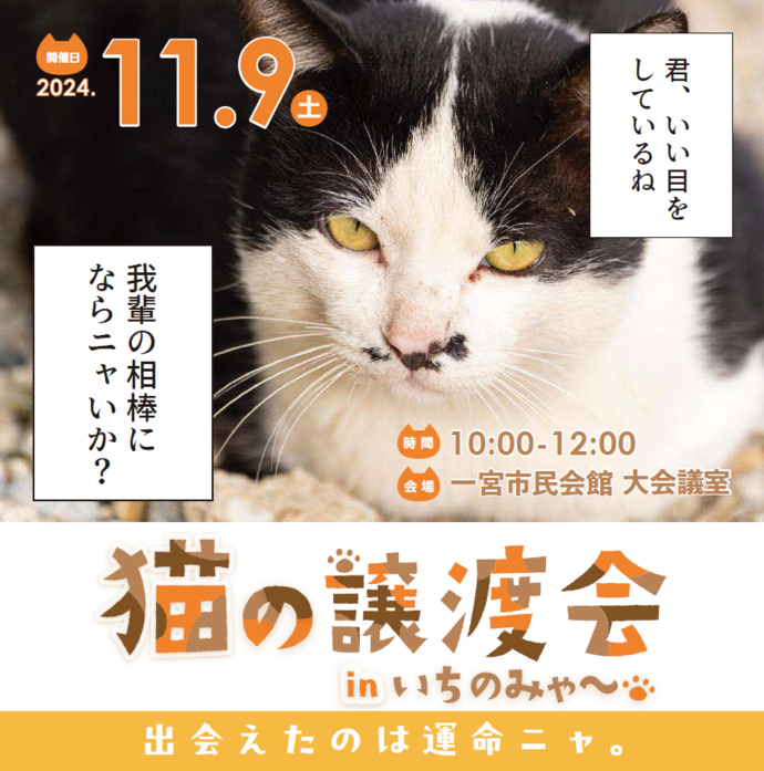 猫譲渡会チラシの画僧