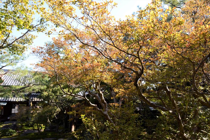 2024年11月6日の旧林氏庭園の写真1
