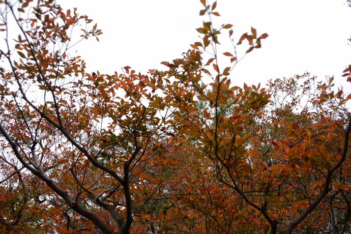 2024年11月16日旧林氏庭園の写真