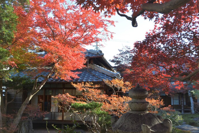2024年12月1日の庭園の様子1