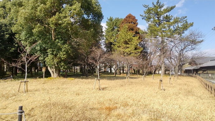 写真：サクラ1