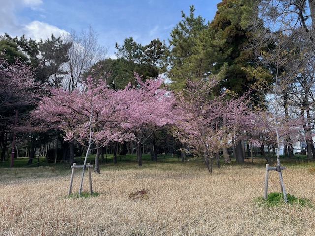 写真：ウメ3