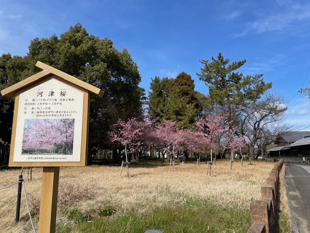 写真：ウメ3