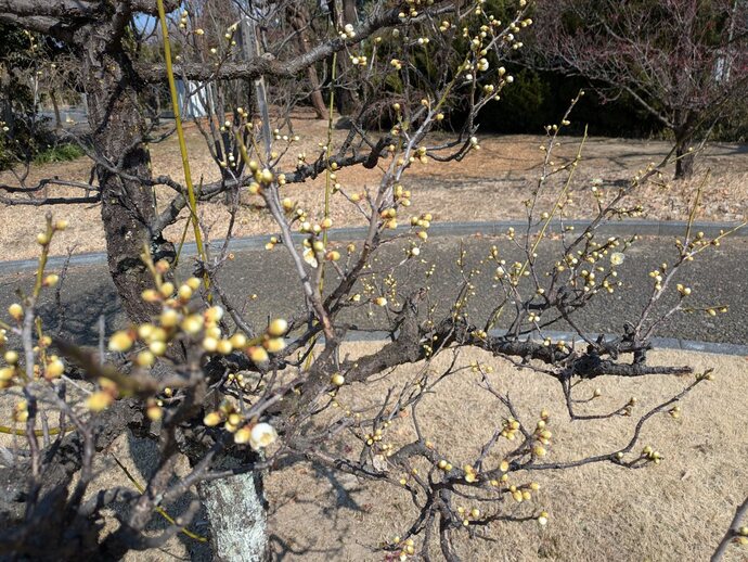 写真：ウメ3