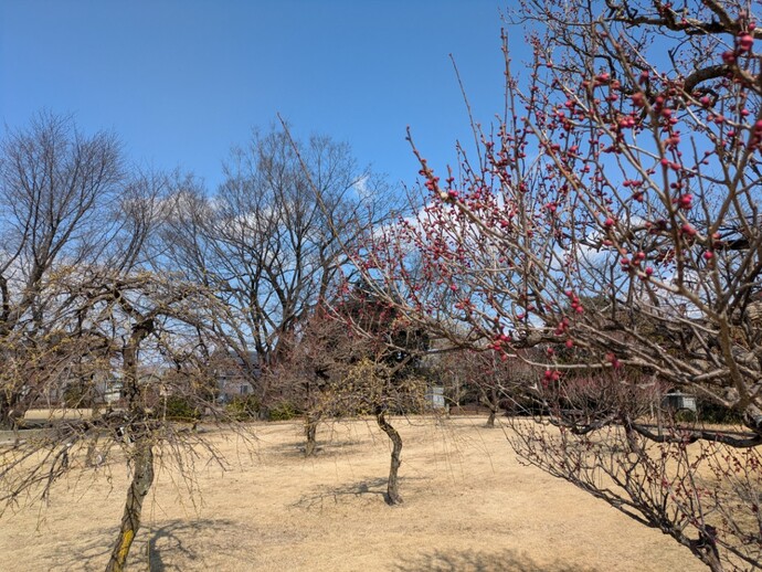 写真：ウメ3
