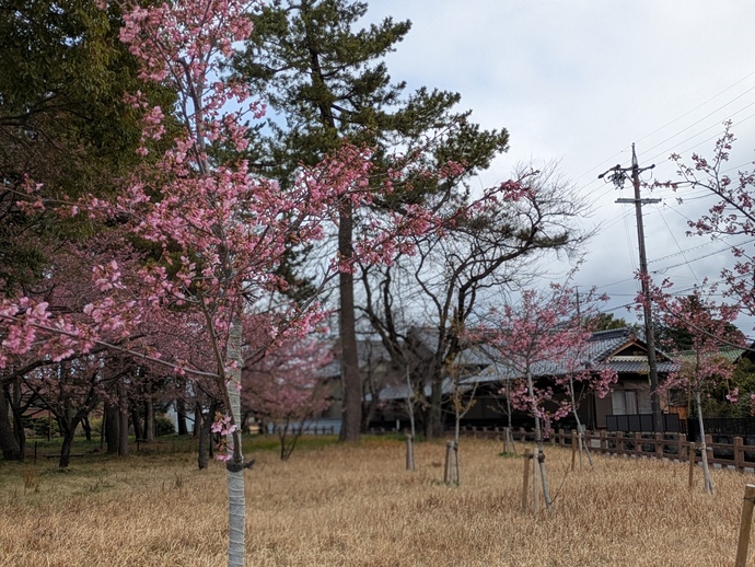 写真：ウメ3