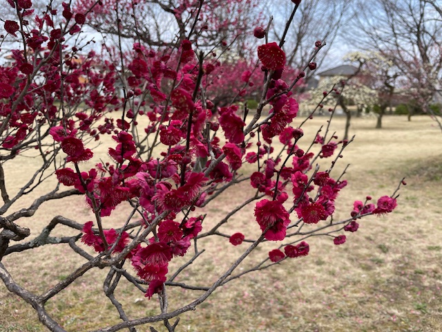 写真：ウメ3
