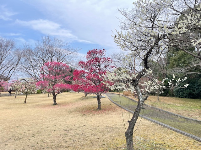 写真：ウメ3