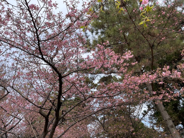 写真：ウメ3