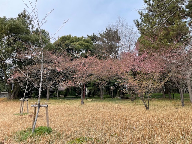 写真：ウメ3