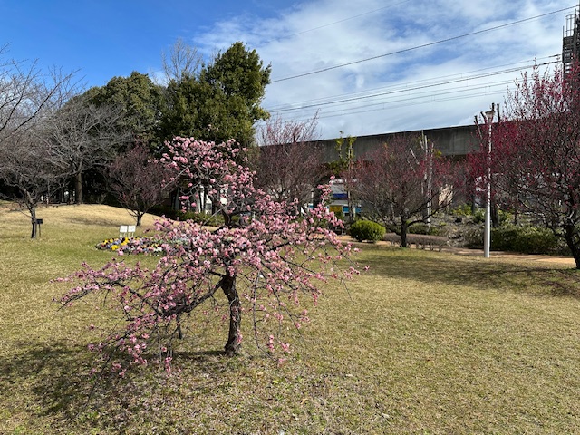 ume22