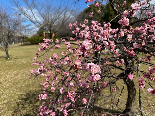 ume22