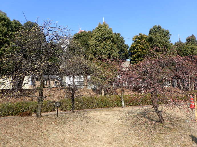 ume0207
